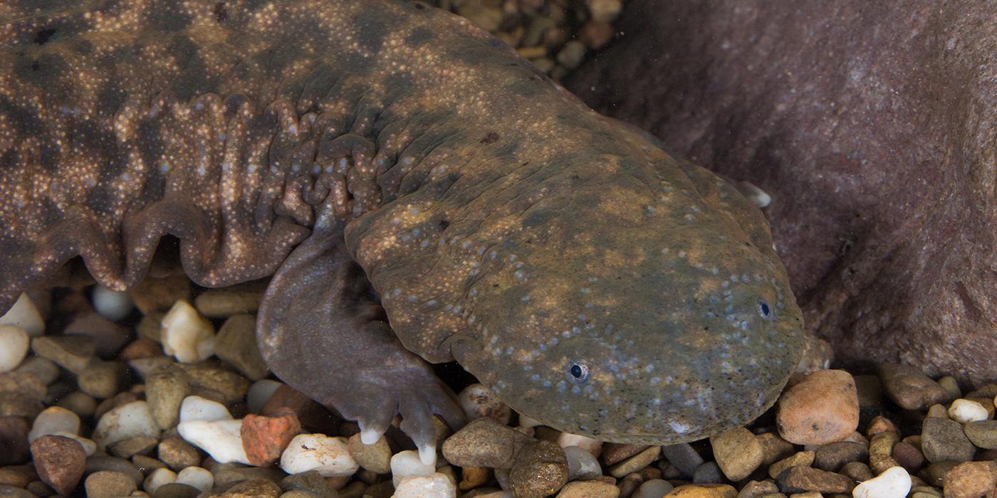 Hellbender  Smithsonian's National Zoo and Conservation Biology Institute