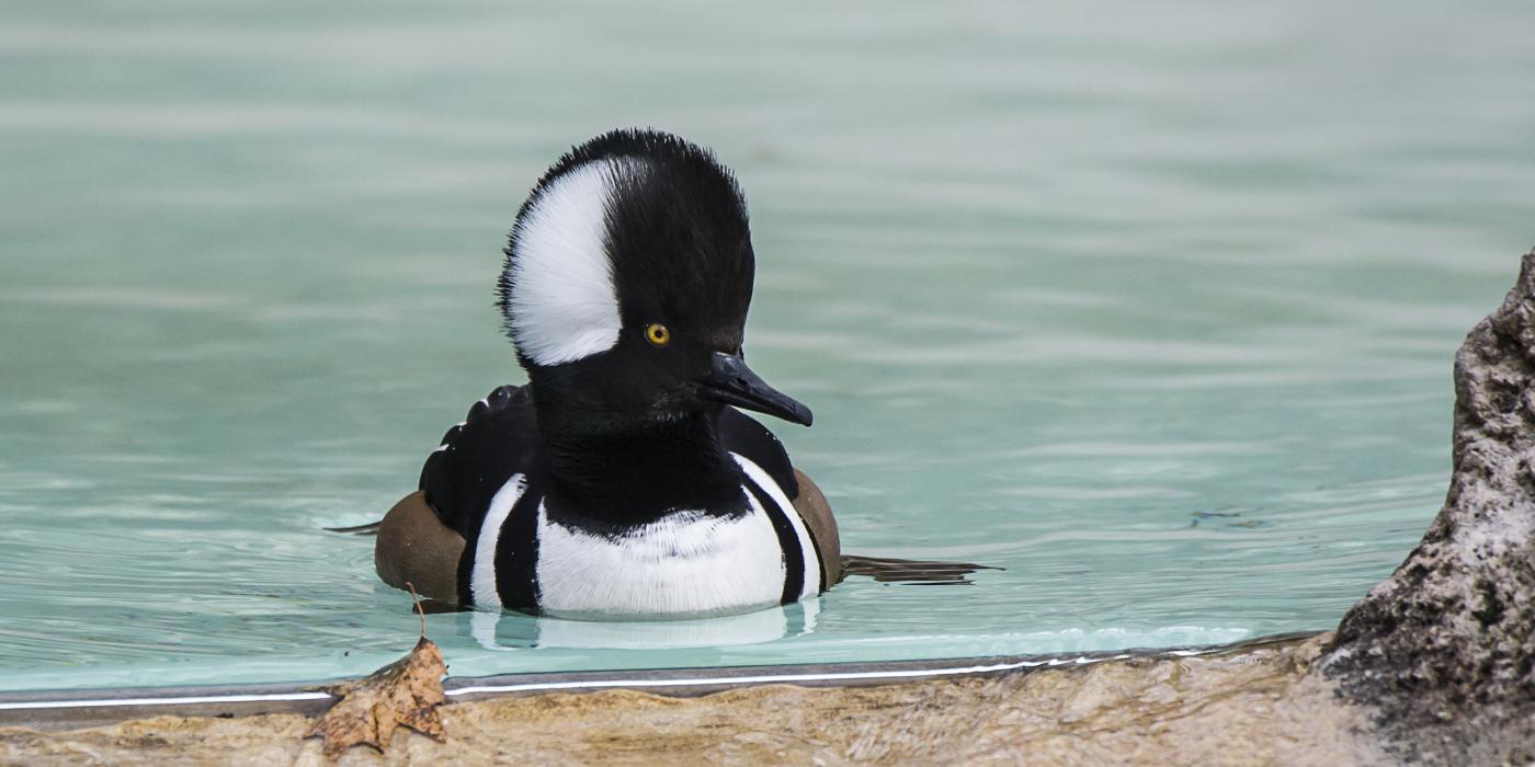 Duck swimming. Its breast is white while its neck and fanlike crest are black with a contrasting white patch toward the rear