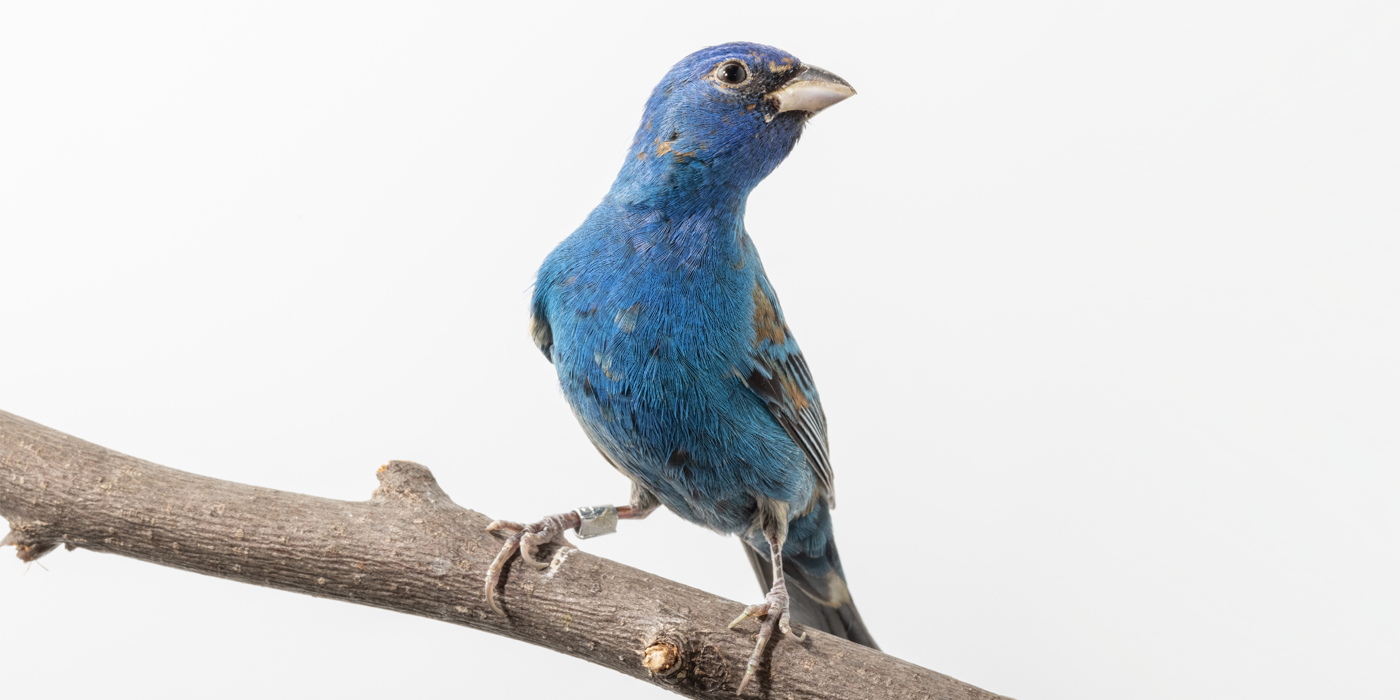 An indigo bunting, a small songbird with a royal blue colored body, black wings, and a black eyemask, perches on a tree branch.