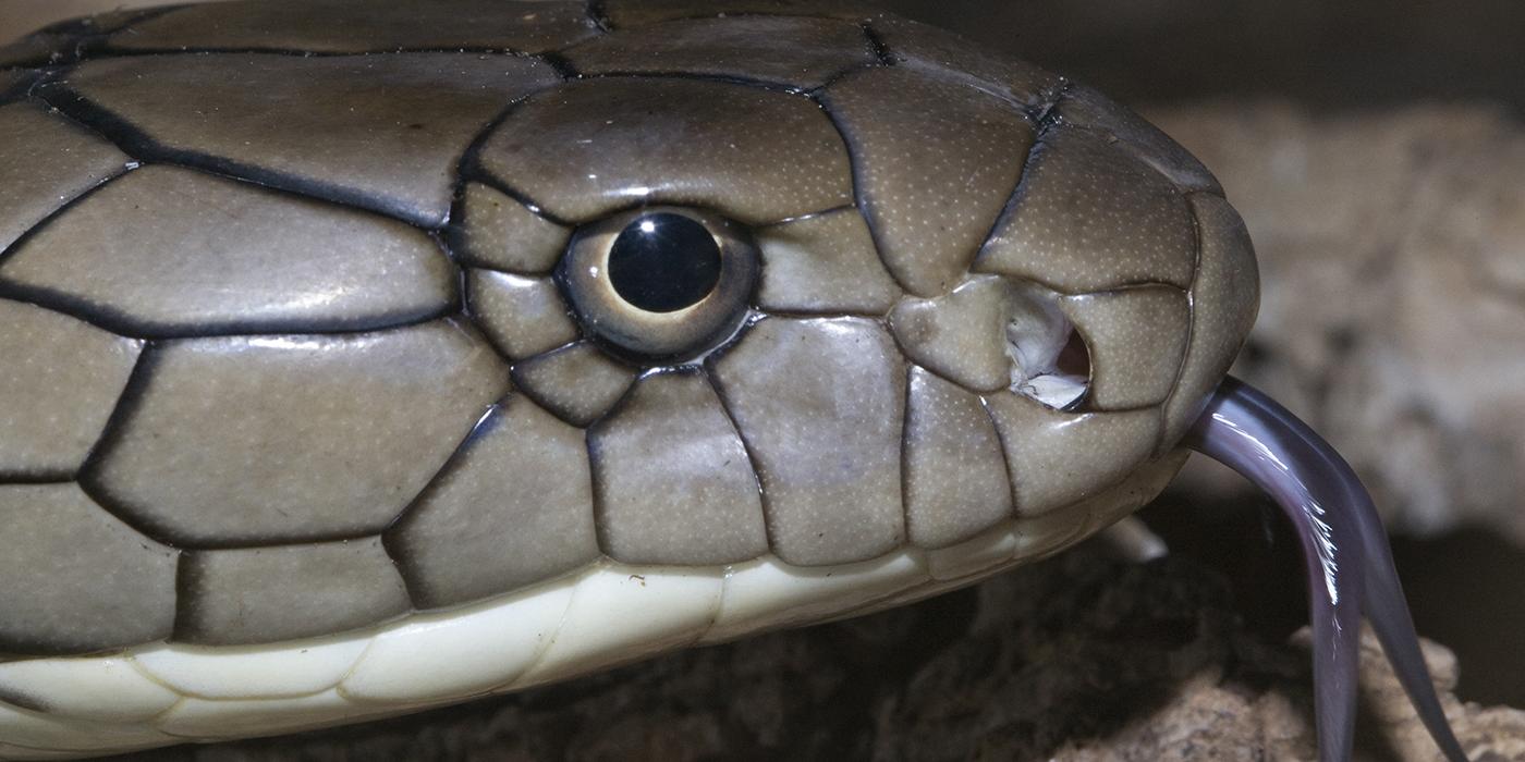 Closeup of scaly head with protruding purplish forked tongue. The pupil is black and circular and the iris is pale yellow.