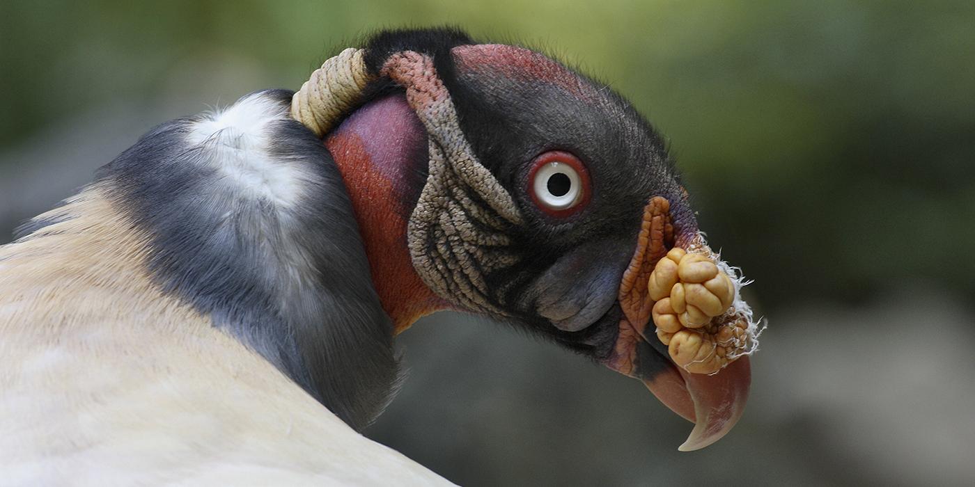 King vulture close-up of head showing intricate patterning and coloration on the bare skin of its head. 