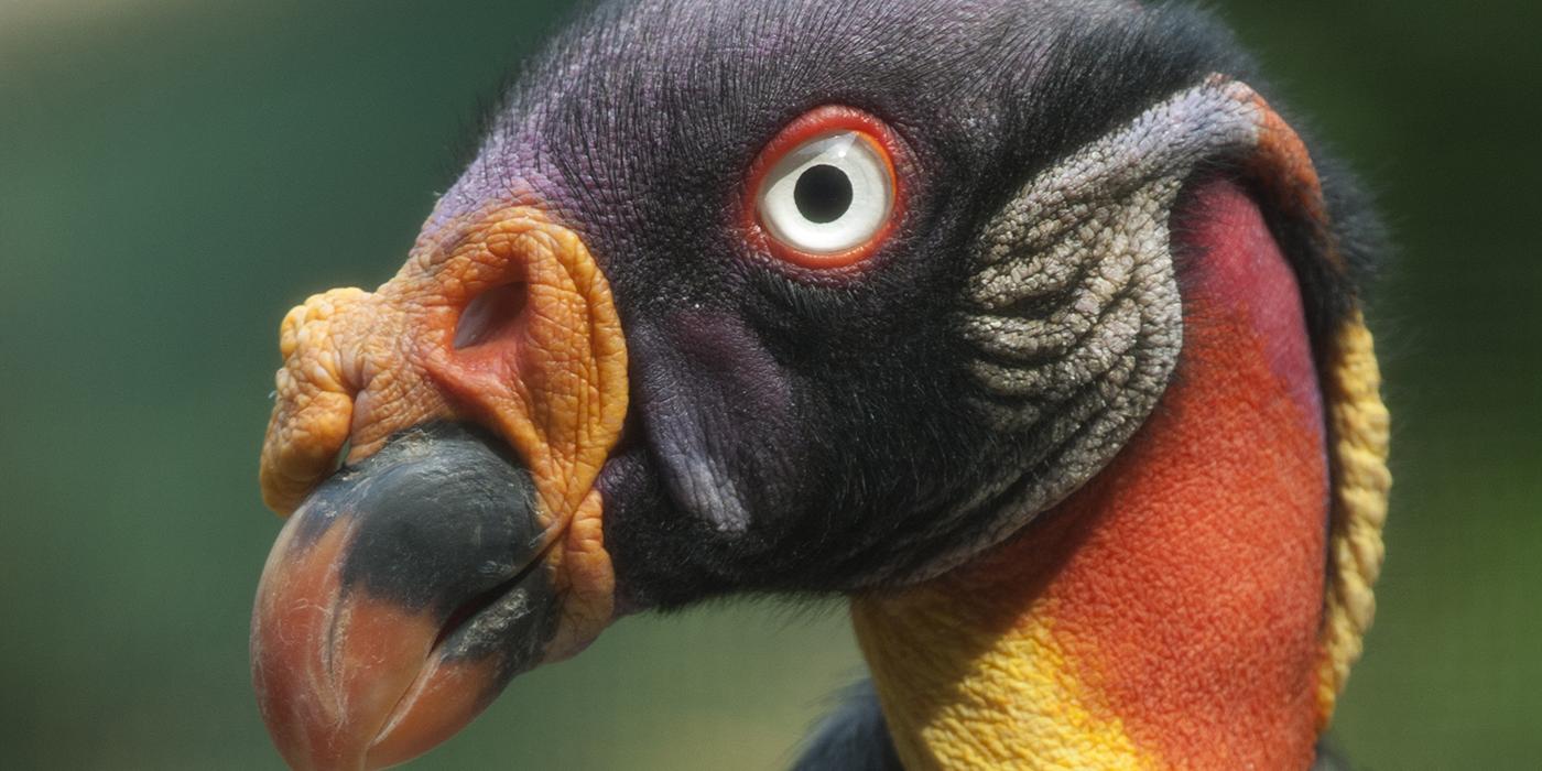 King vulture detail of head and colorful yellow and red neck skin