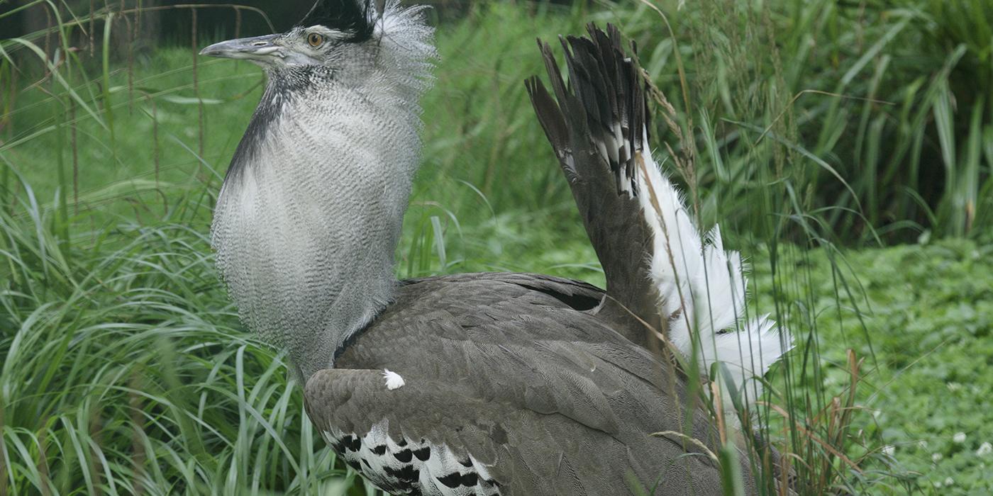 Kori bustard in grass with its blackish tail upraised