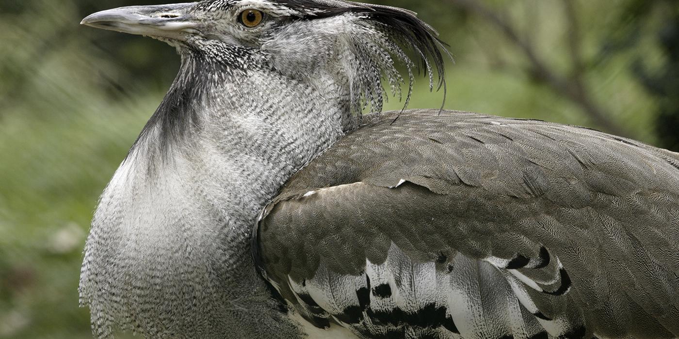 Kori bustard close-up showing shaggy neck feathers, a thin sturdy bill, and a black crest
