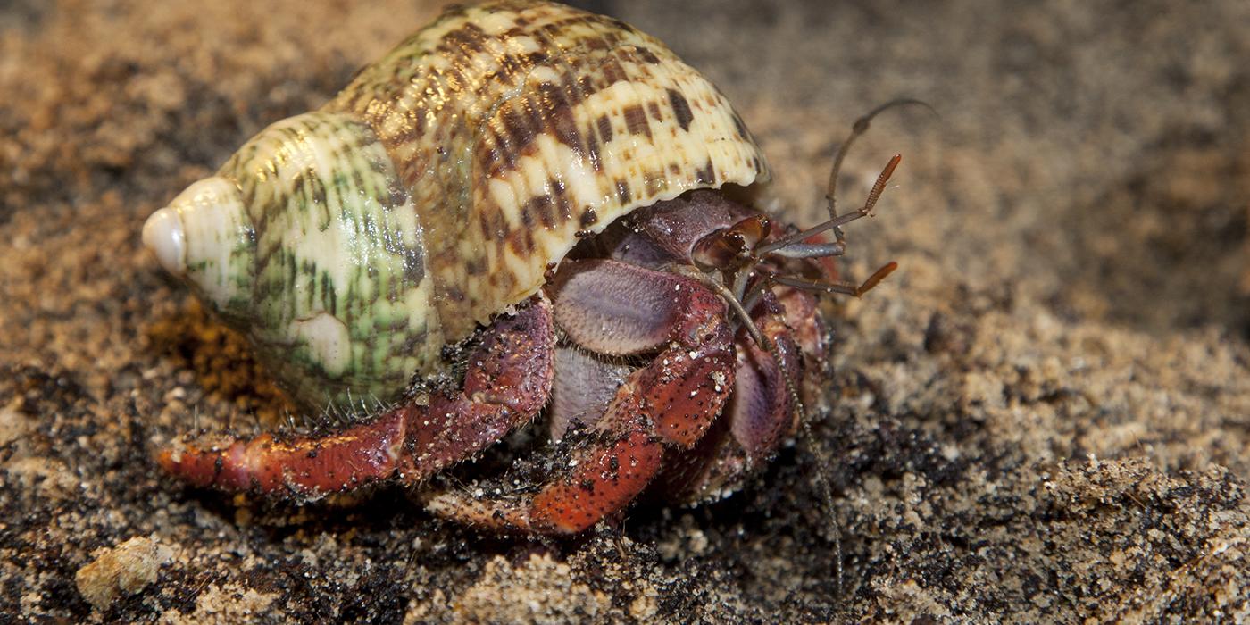 Land Hermit Crab | Smithsonian's National Zoo And Conservation Biology ...