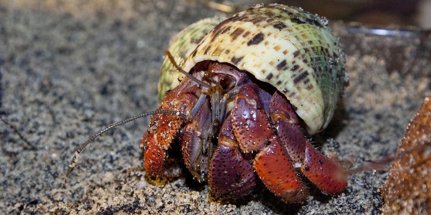 Hermit crab sales