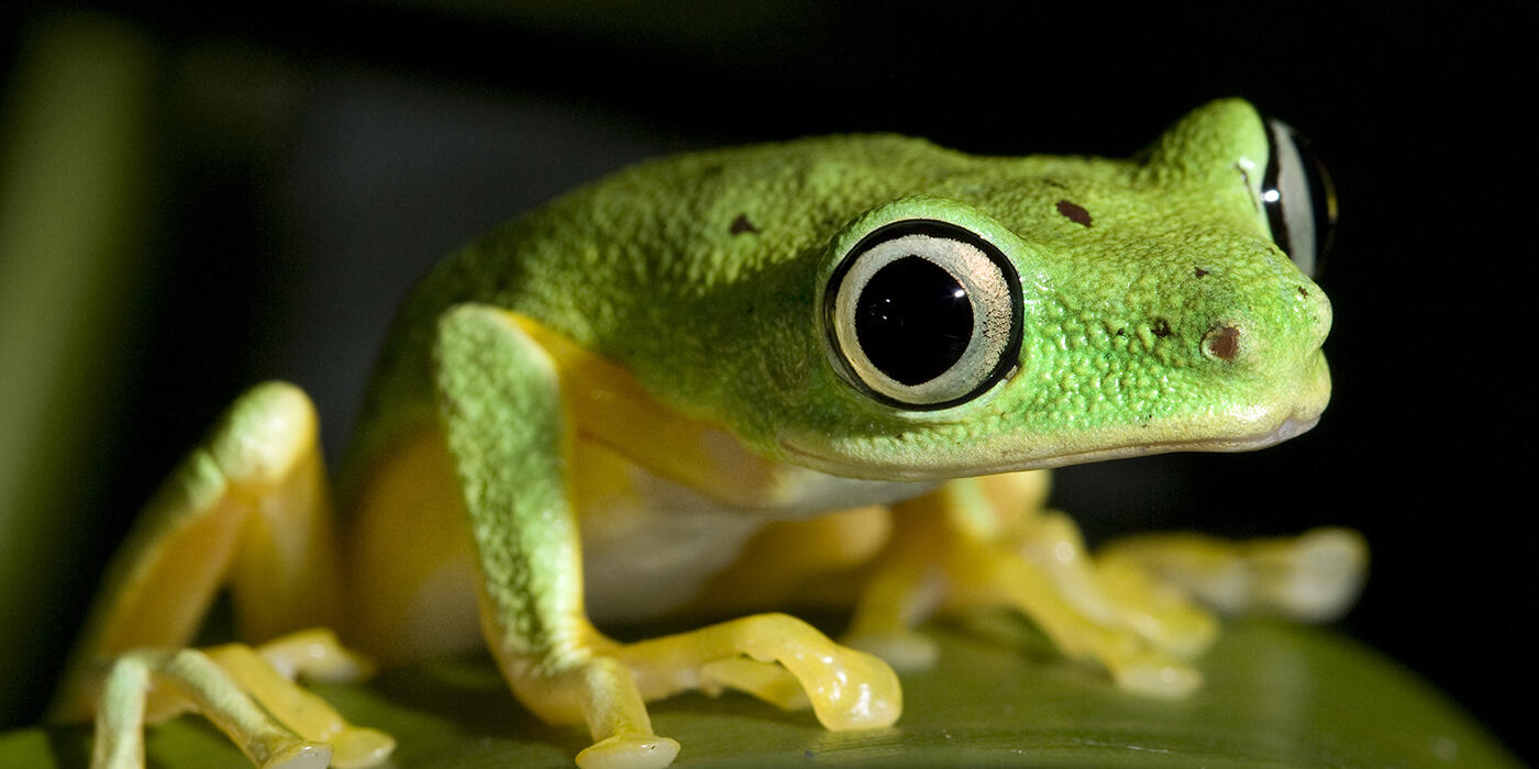 lemur tree frog