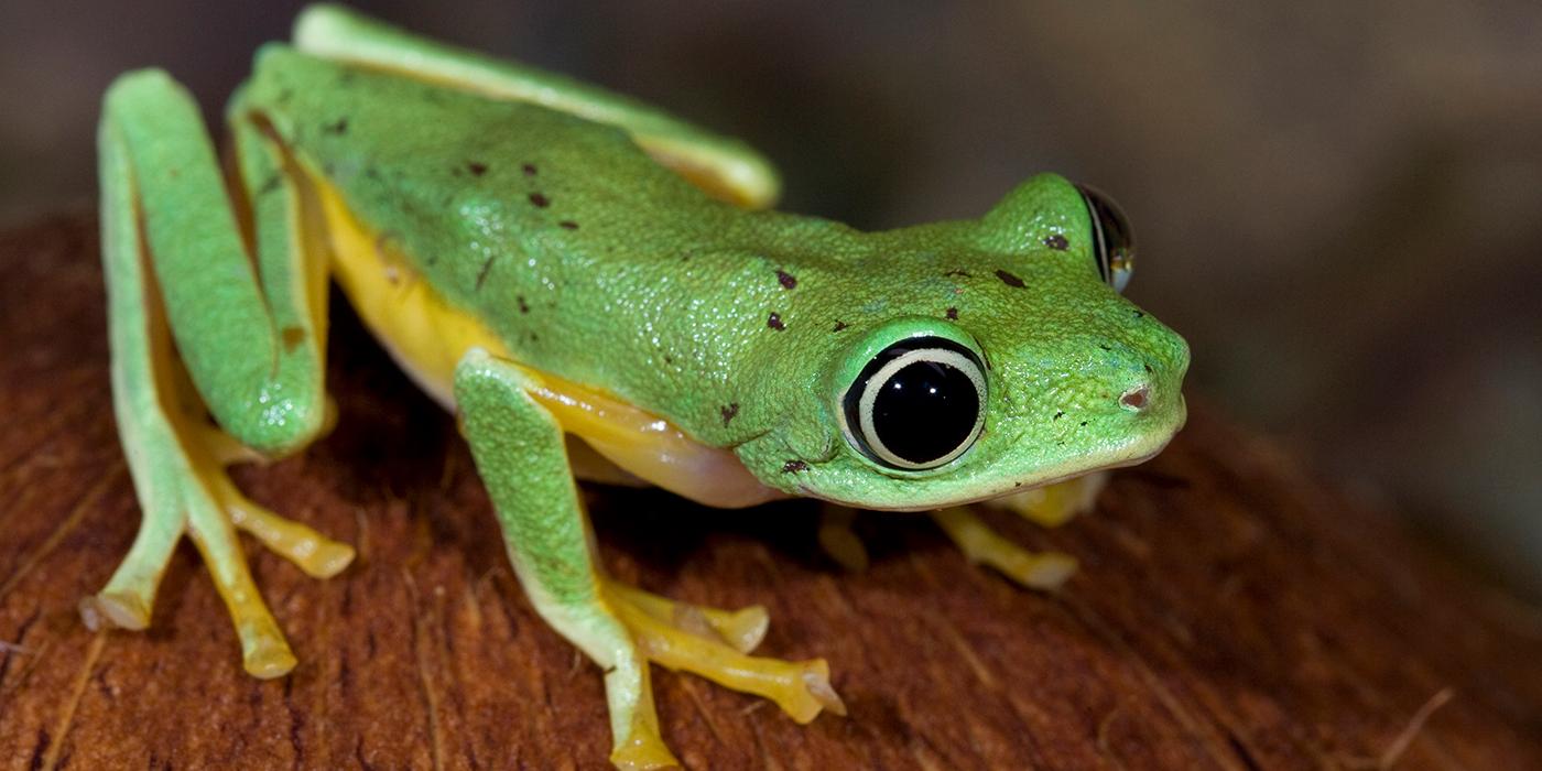 Lemur leaf frog | Smithsonian's National Zoo and Conservation ...