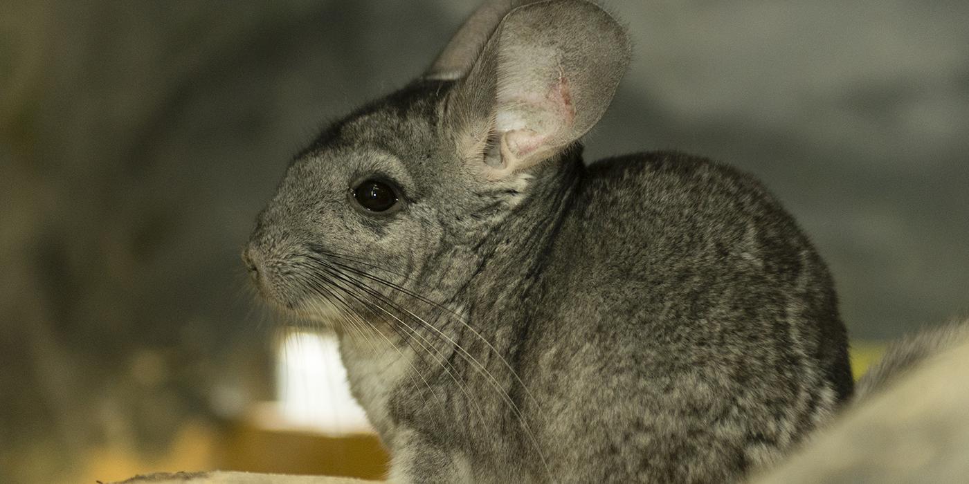 Big ears and long whiskers on a gray-furred animal