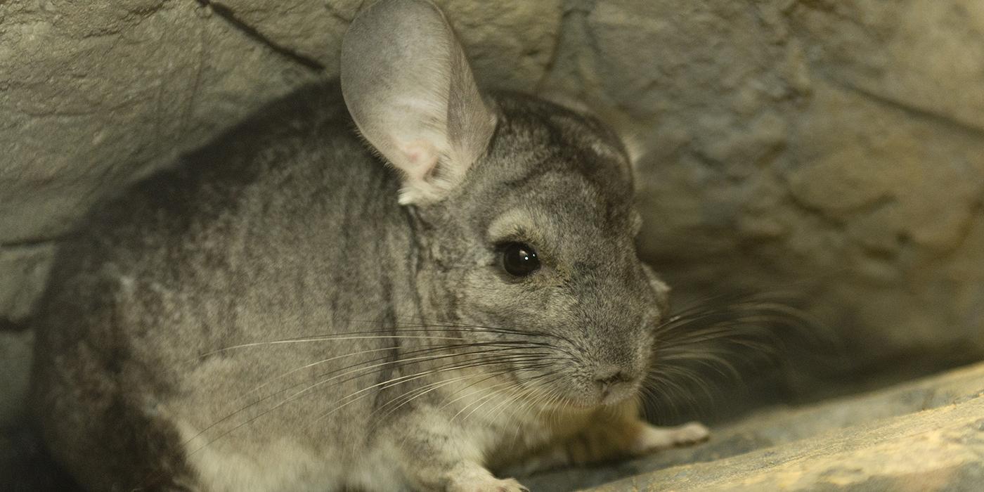 Front view showing the enormous rabbit-like ears