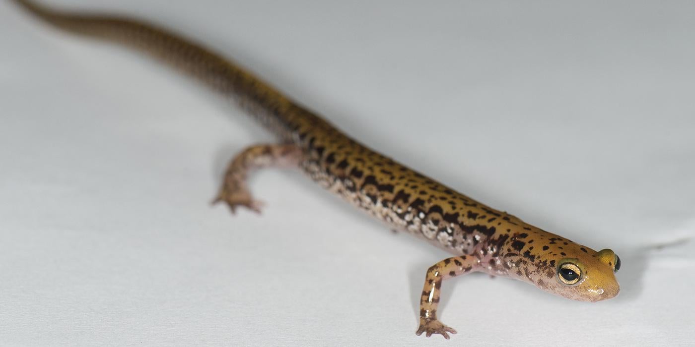 A long skinny yellow salamander with intricate black markings scattered about