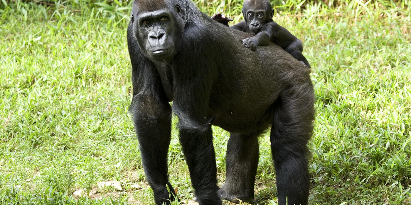 Western lowland gorilla Smithsonian s National Zoo and