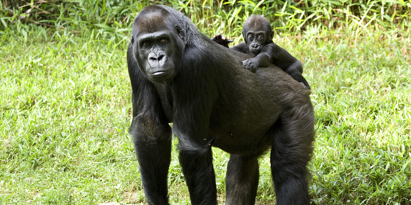 Western lowland gorilla