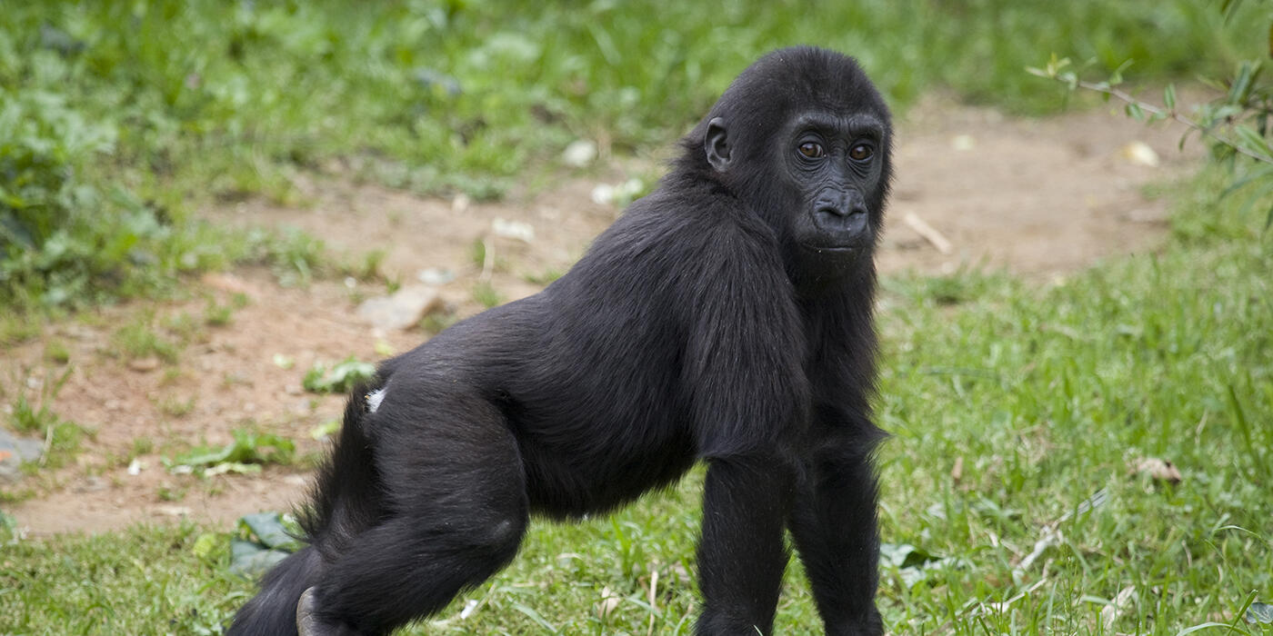 Baby gorilla standing in the grass on its long arms