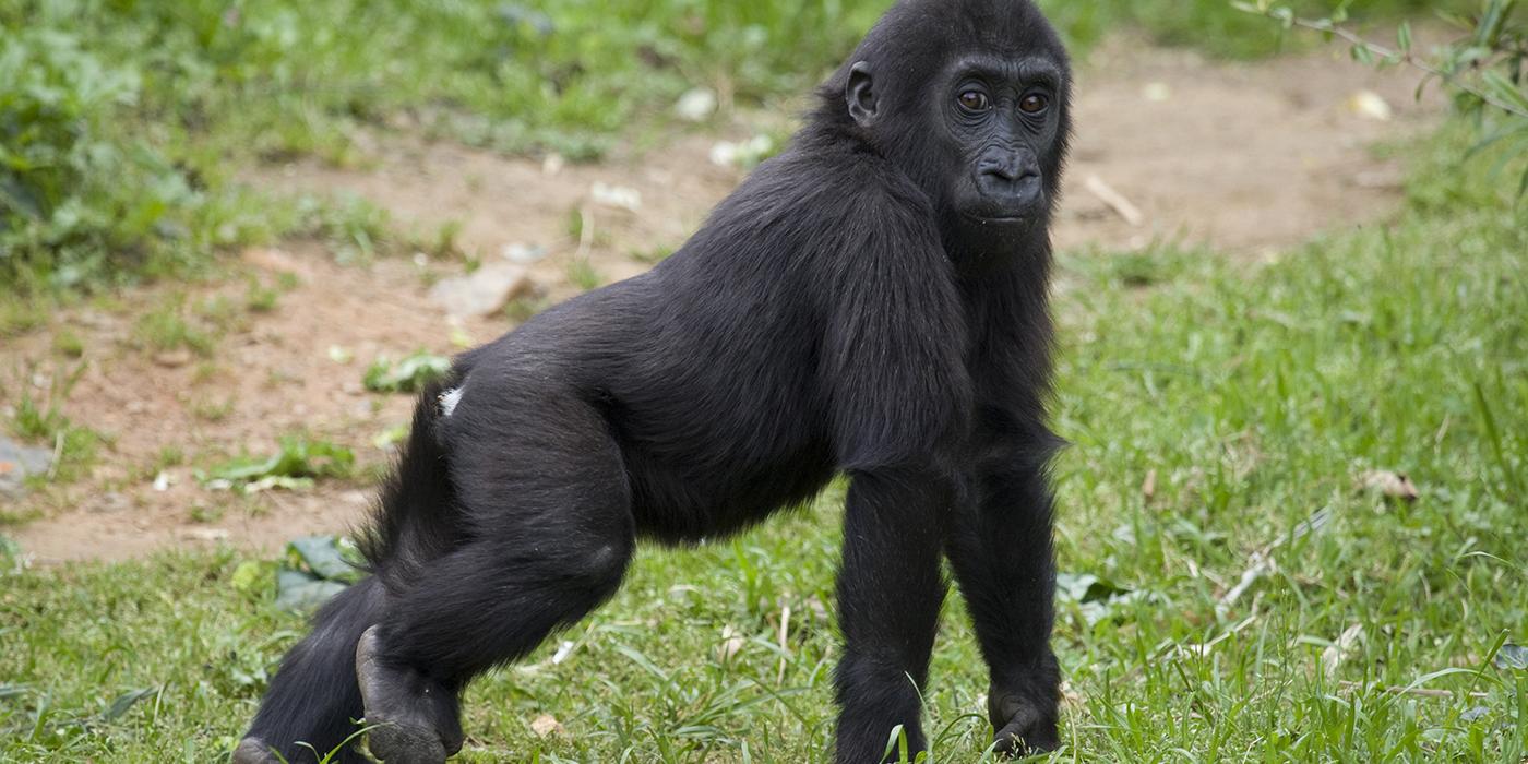 Baby gorilla standing in the grass on its long arms