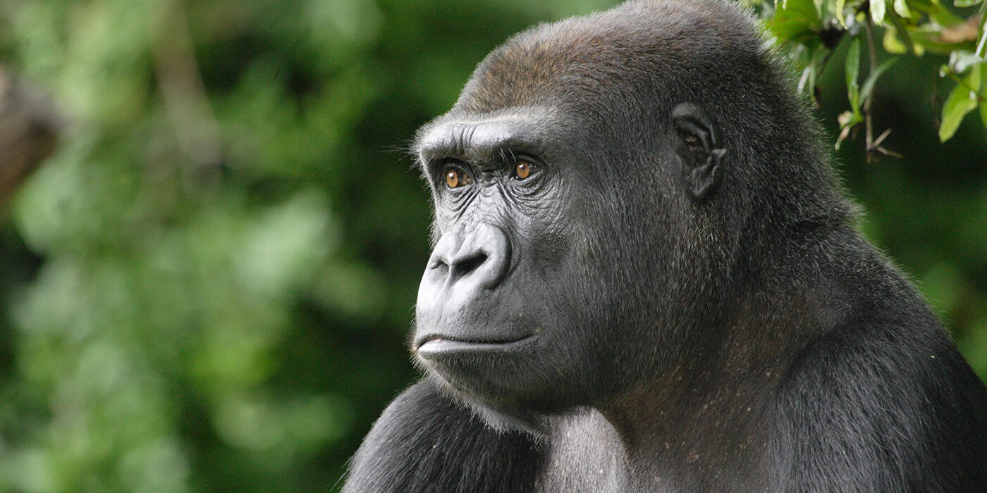 Side view of a western lowland gorilla