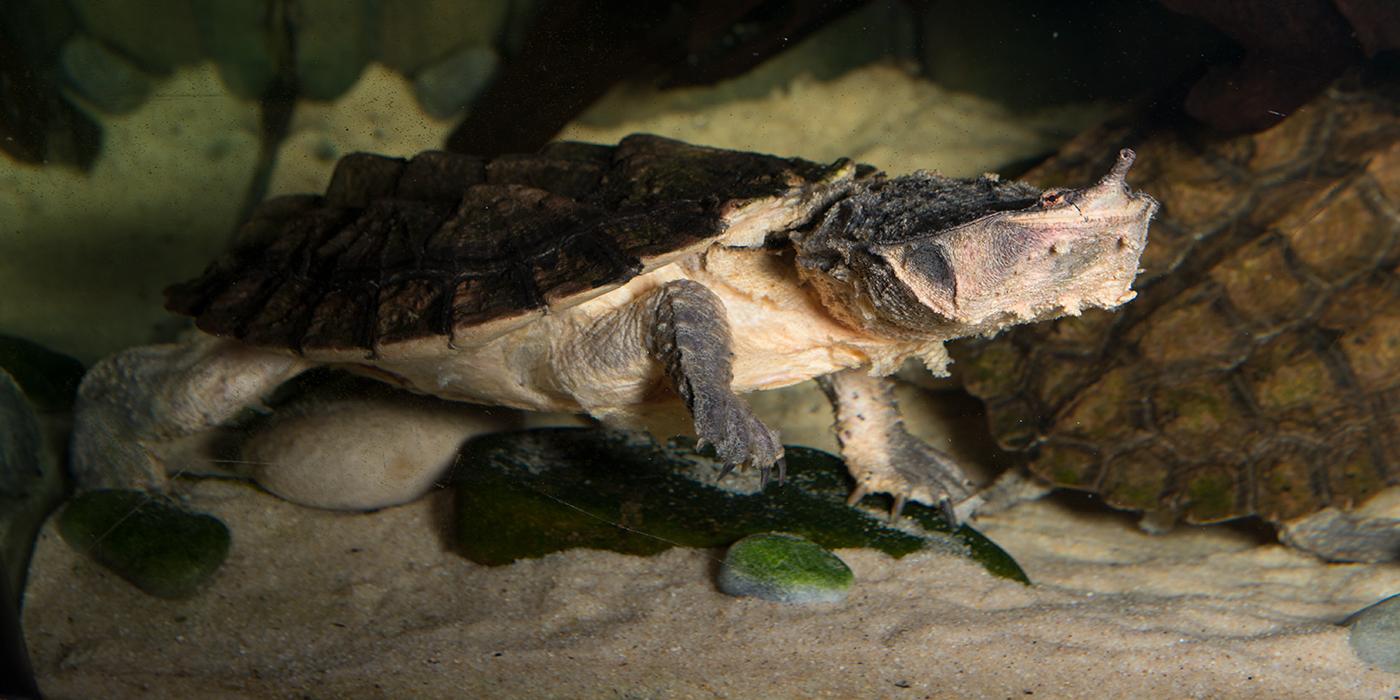 A matamata turtle swimming through water