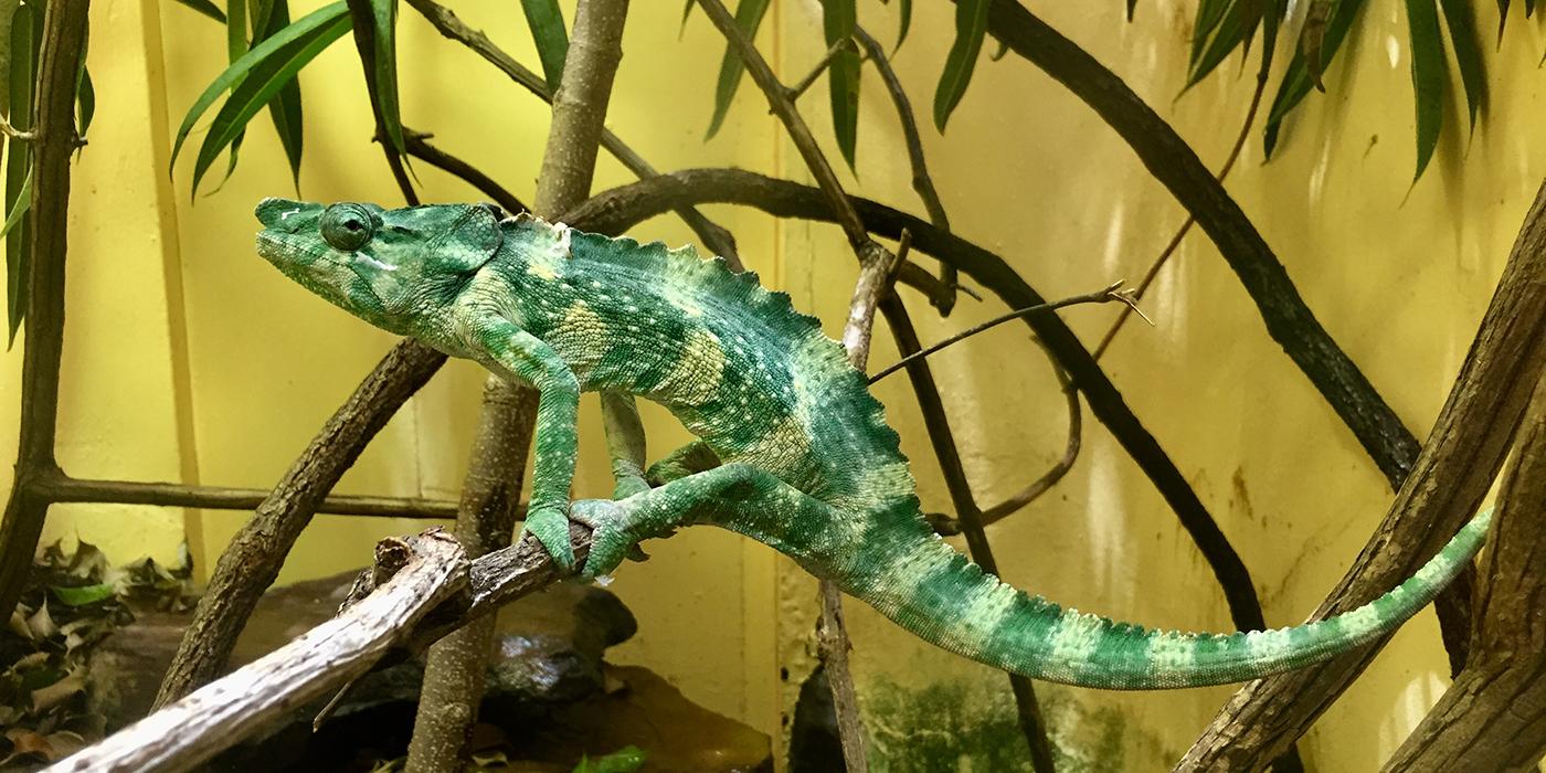 Meller's chameleon  Smithsonian's National Zoo and Conservation Biology  Institute