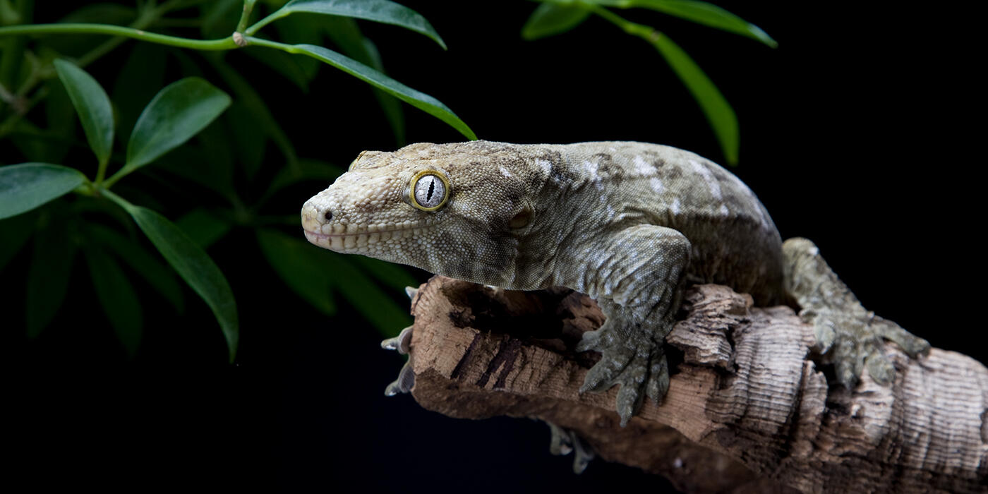 New Caledonian Gecko Smithsonian s National Zoo And Conservation new-caledonia-giant-gecko-rhacodactylus-leachianus-reptile-habitat