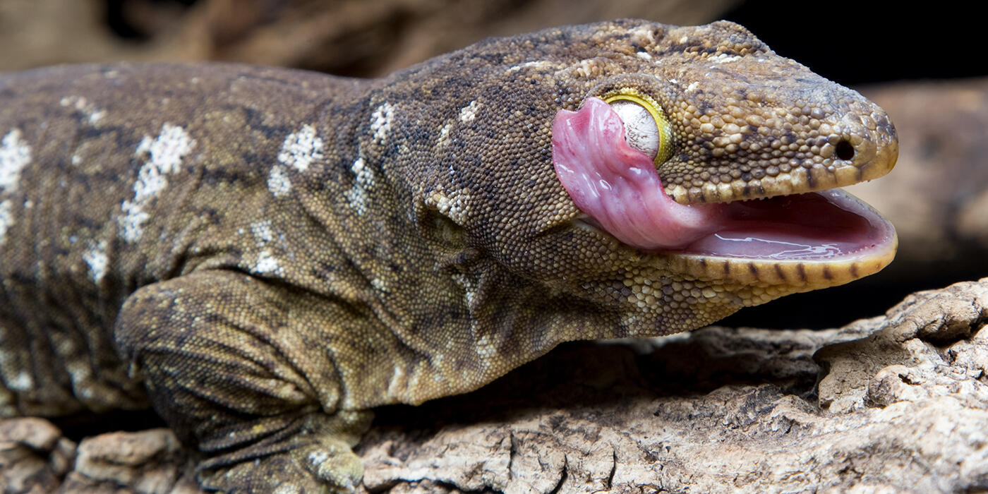 New Caledonian Gecko Smithsonian s National Zoo And Conservation new-caledonian-gecko-smithsonian-s-national-zoo-and-conservation
