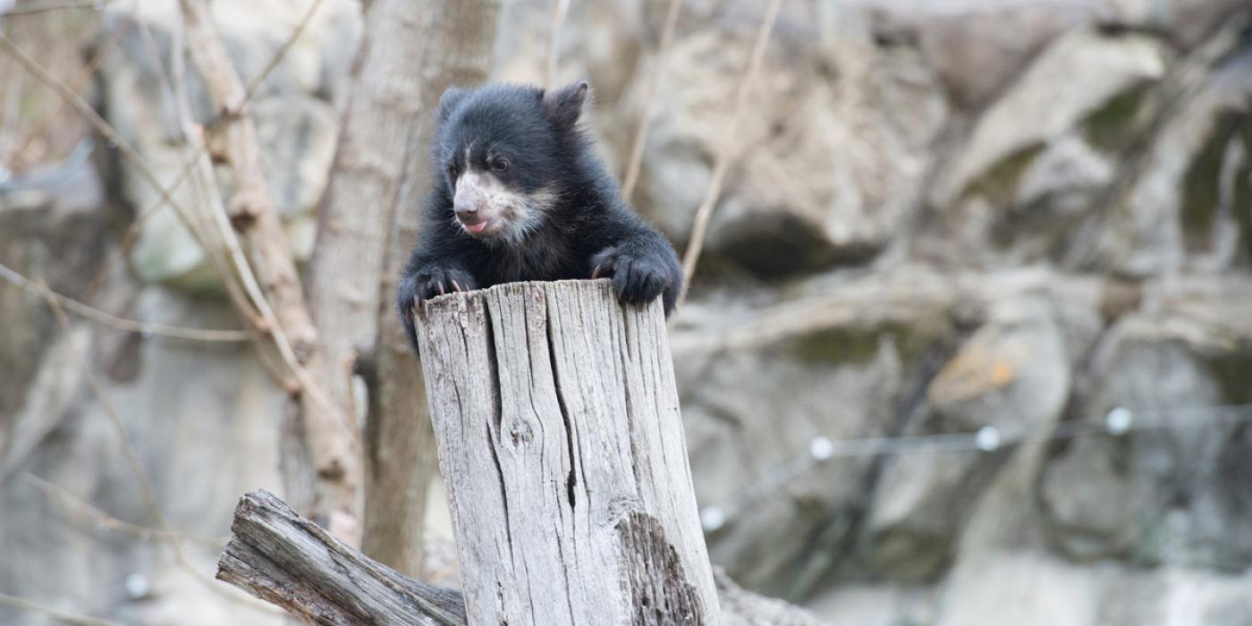 andean bear cub climbs