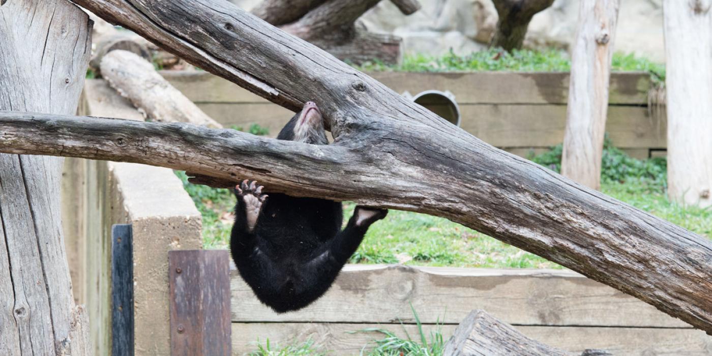 andean bear cub plays, is hanging off branch