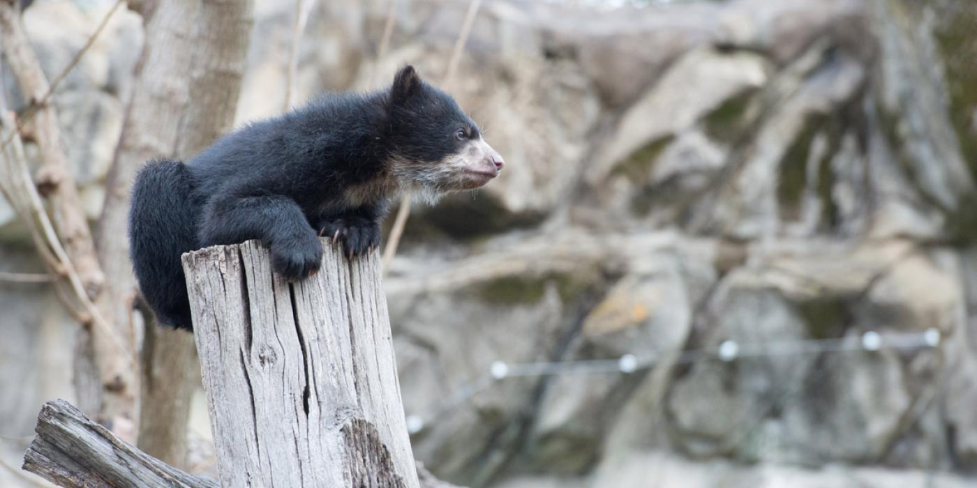 andean bear cub on top of a log looks around