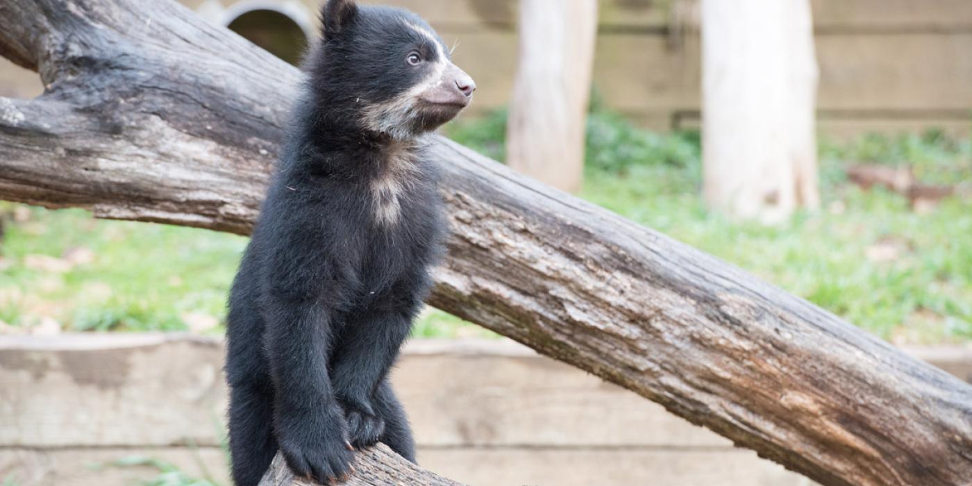 andean bear cub stands