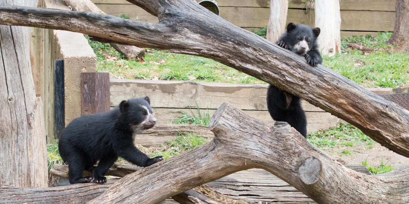 Andean bear cub climbs