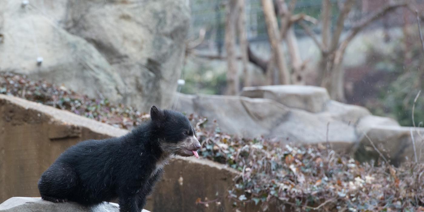 Andean bear cub looks into the next yard