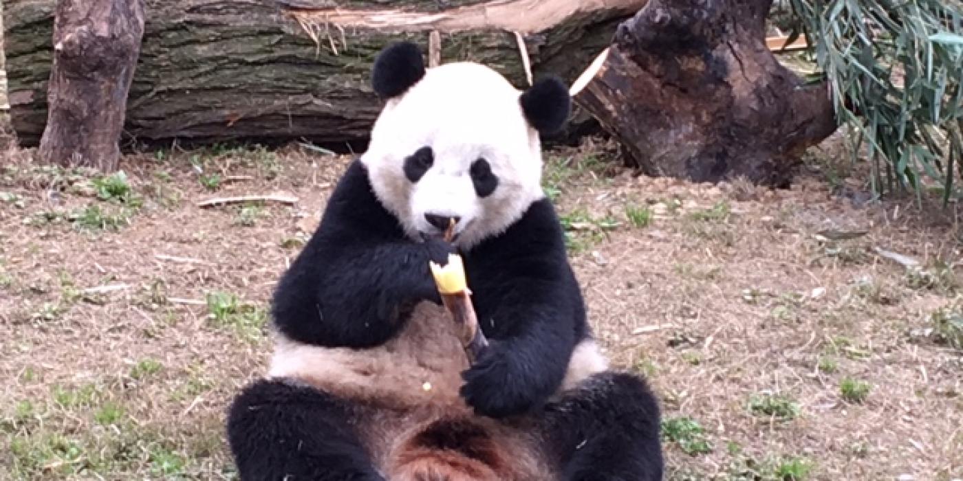 Giant panda Bao Bao eating bamboo in China at the Dujiangyan panda base