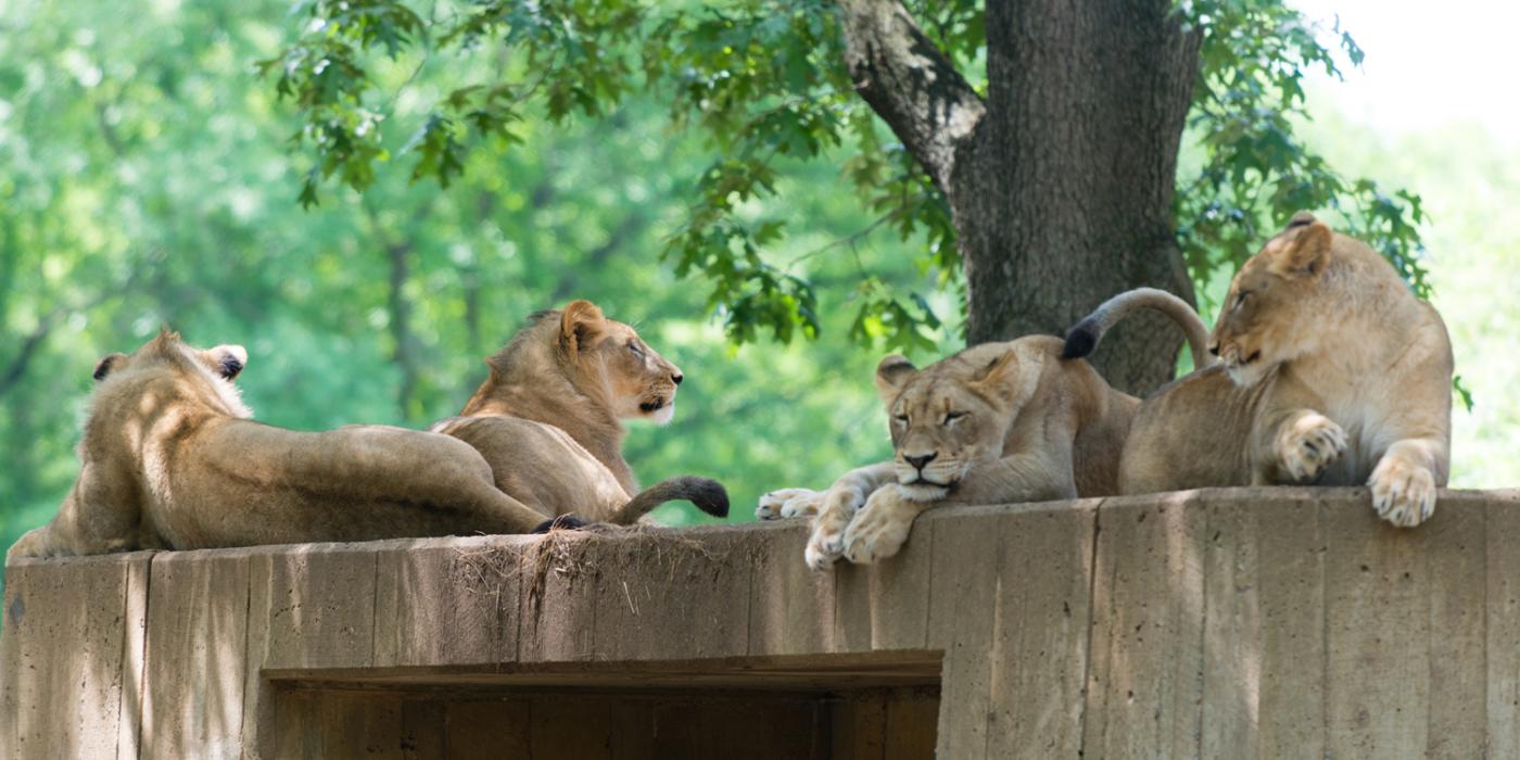 Lions resting on wall