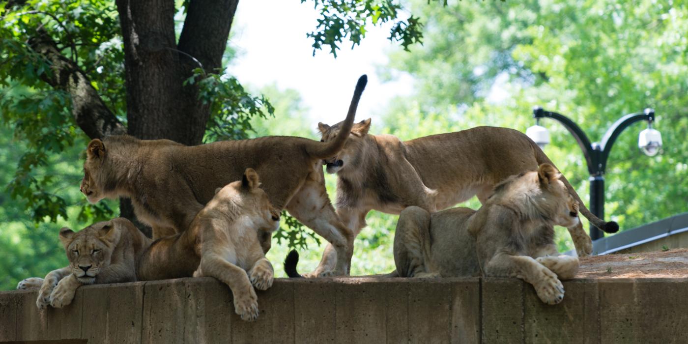 Lions on wall