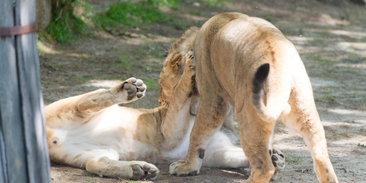 Young lion wrestling with sibling