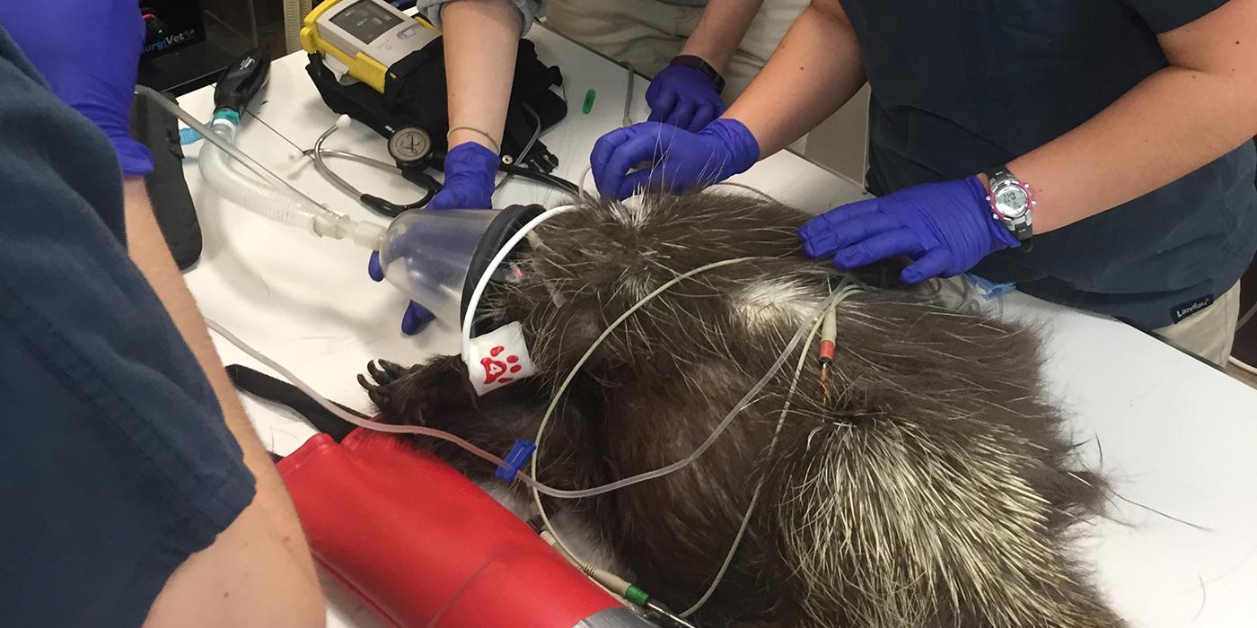 Vets examine Quillby, the North American Porcupine during ultrasound