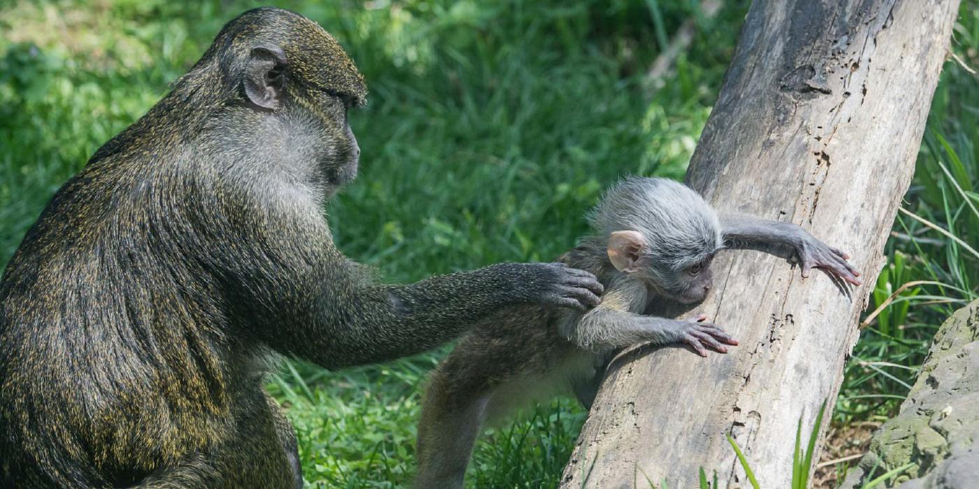 Swamp monkey plays as mother holds it back