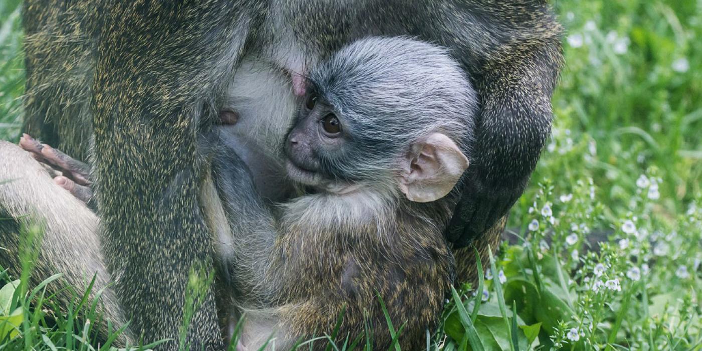 Swamp monkey baby with its mother