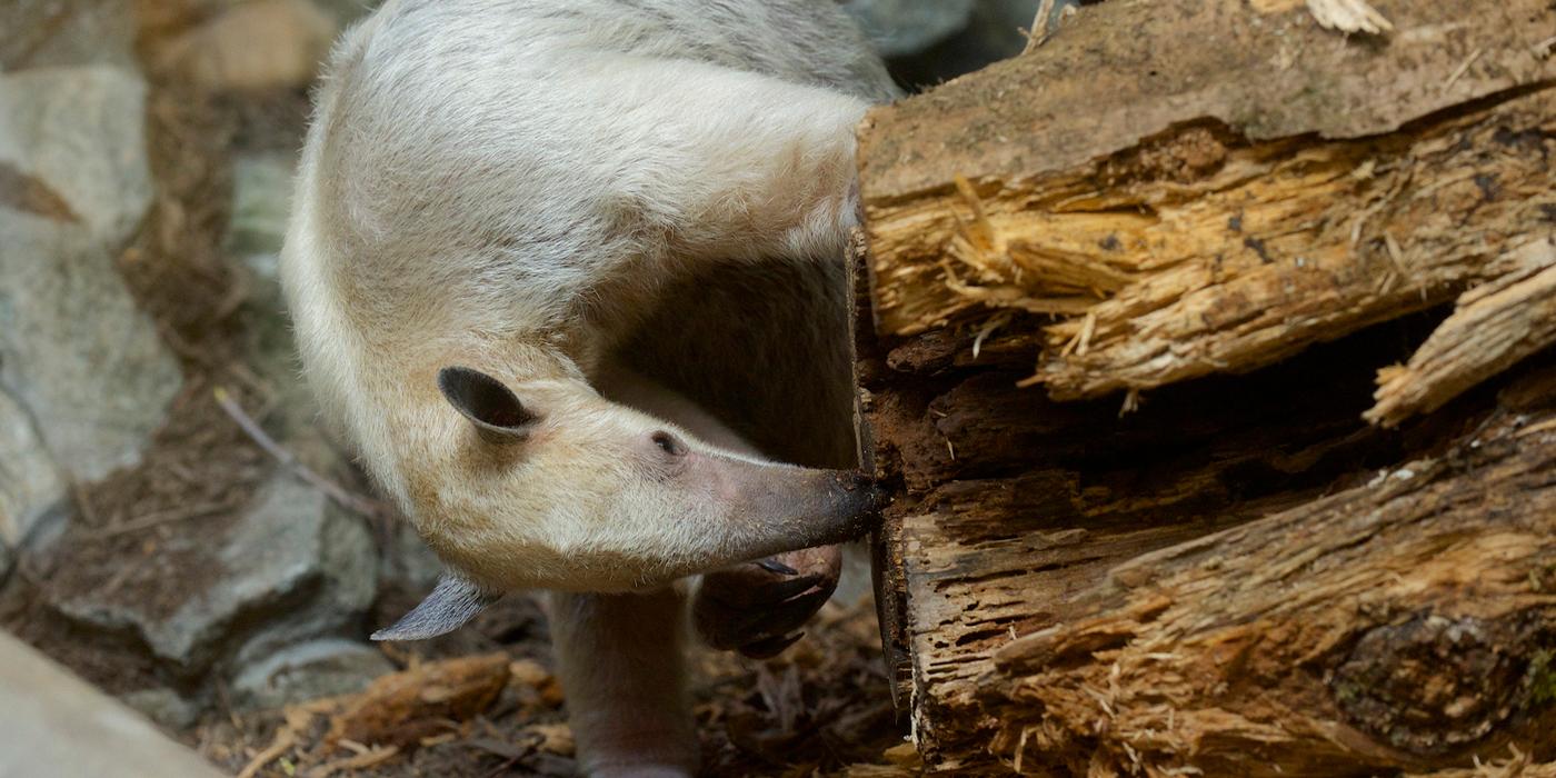 tamandua looking in log