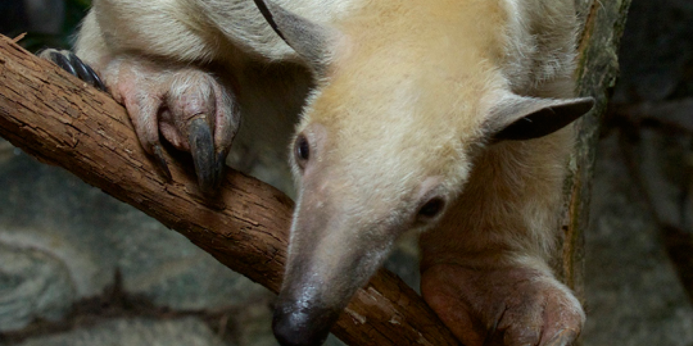 tamandua looks down