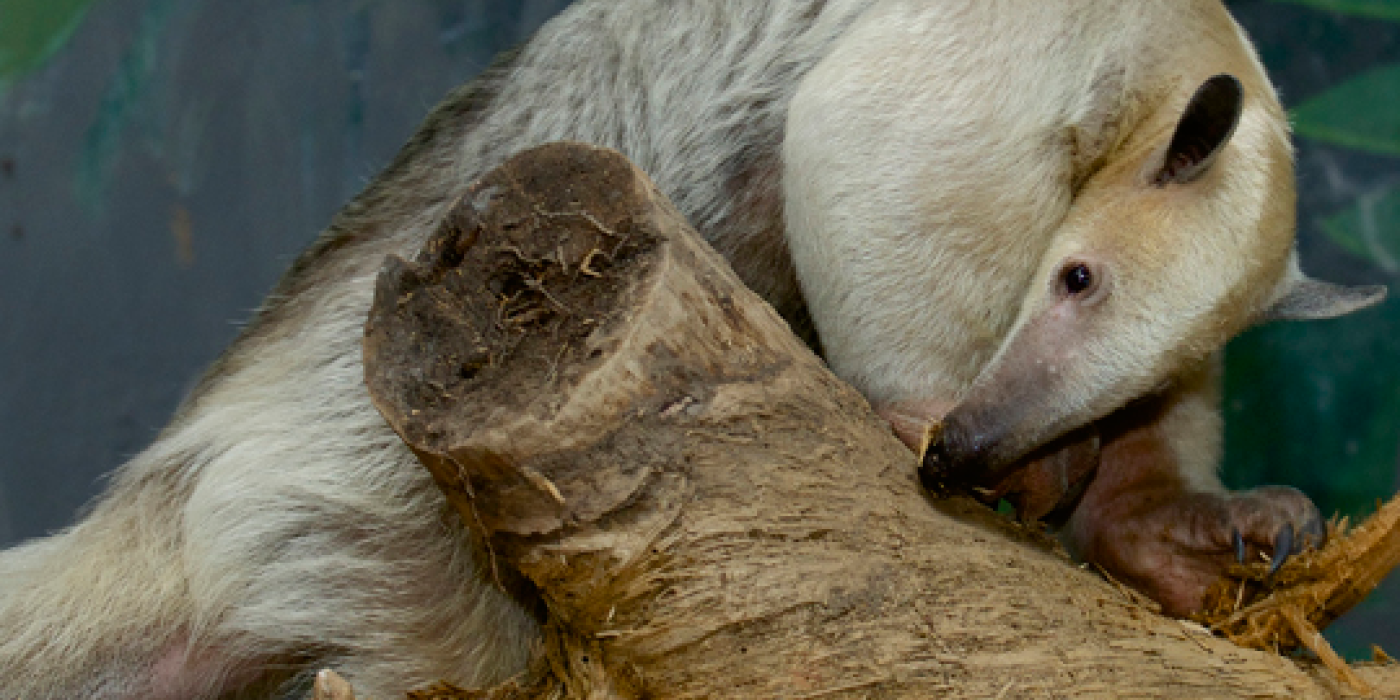 tamandua sniffs log