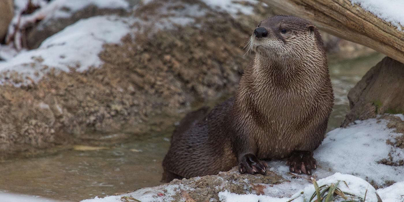 North American River Otter Smithsonian S National Zoo And   North American River Otter 649a8446 