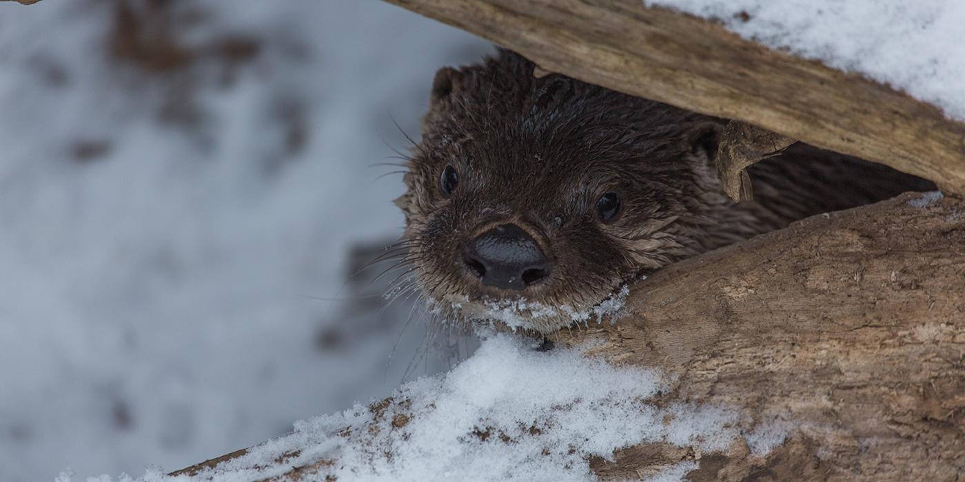 A North American river otter climbing over a snowy log