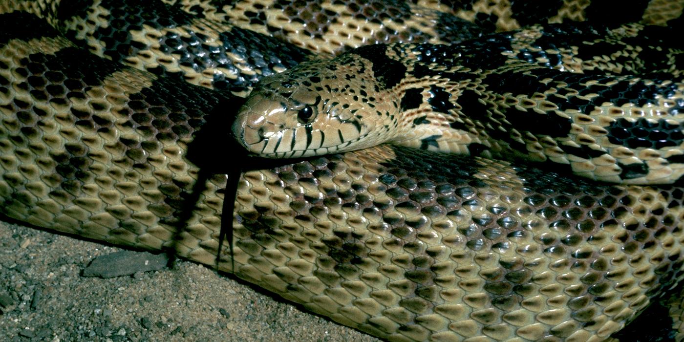 Northern pine snake  Smithsonian's National Zoo and Conservation Biology  Institute