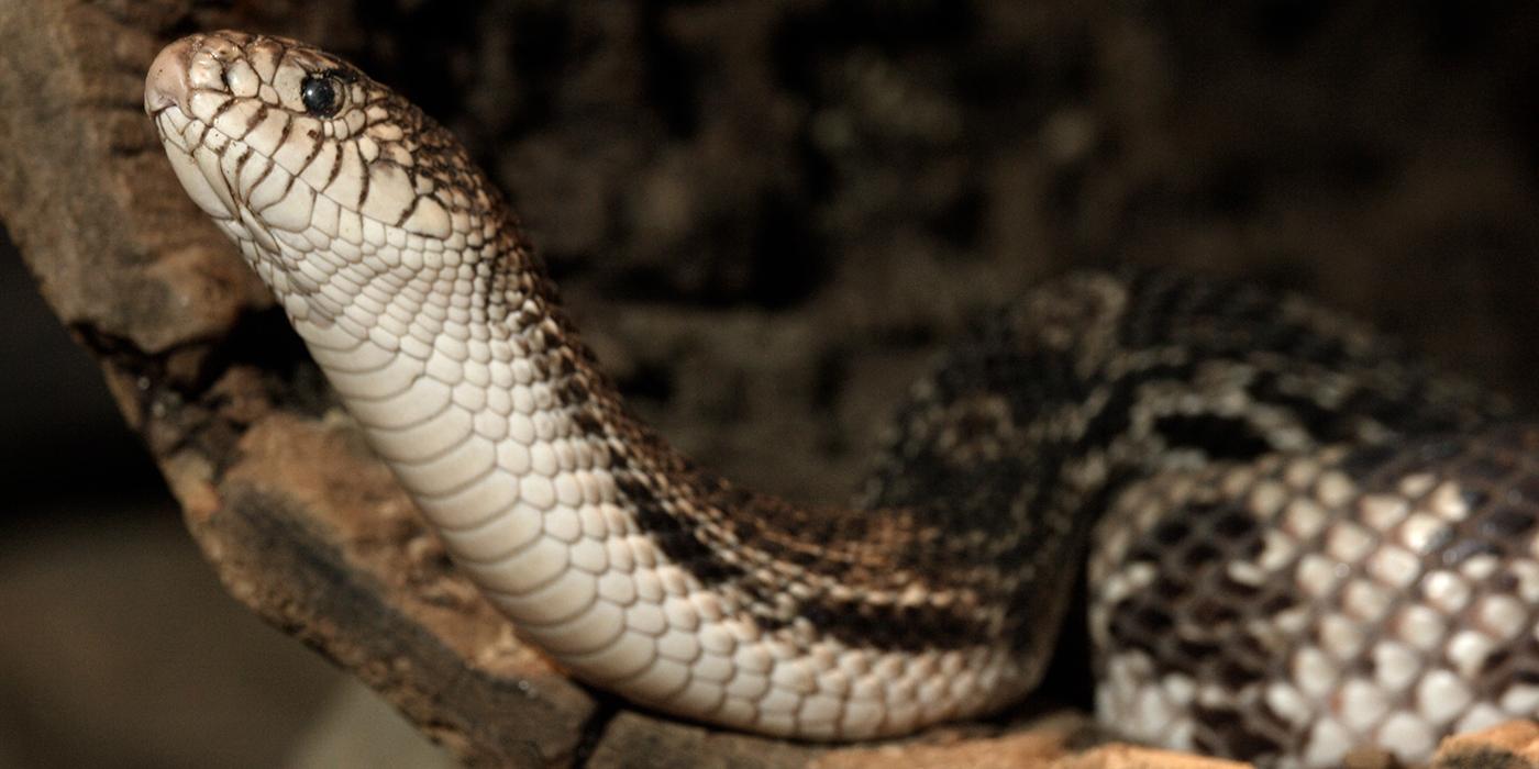 Speedy new species of snake uncovered in Australia, Newsroom