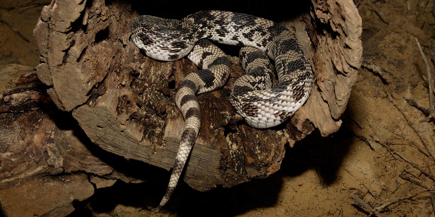 Northern pine snake  Smithsonian's National Zoo and Conservation Biology  Institute