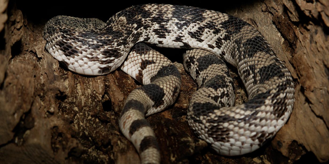 Speedy new species of snake uncovered in Australia, Newsroom