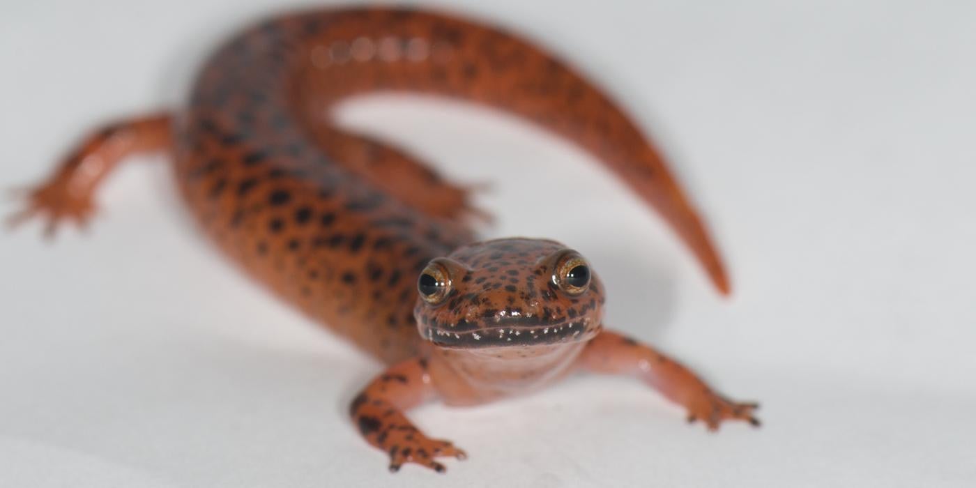 A northern red salamander