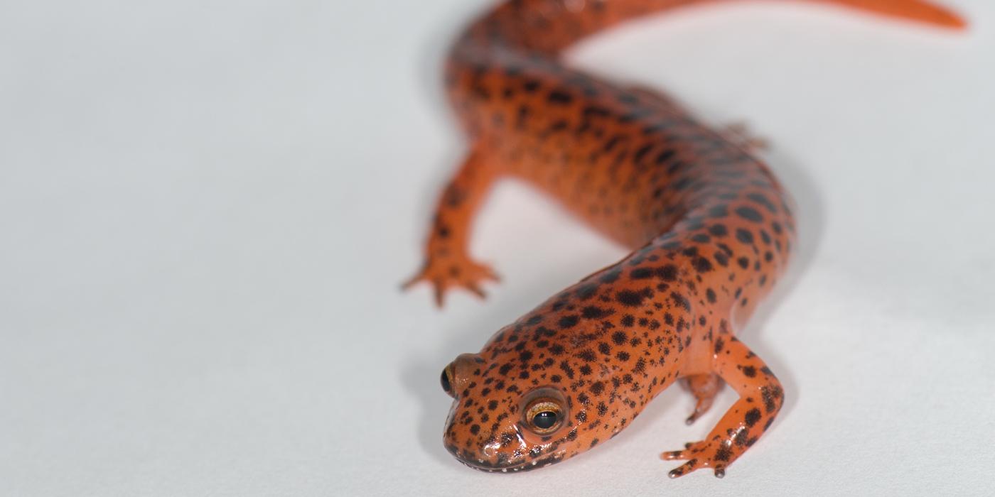 A northern red salamander