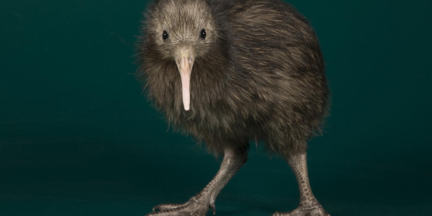 a young kiwi with a long pale bill, beady black eyes, long gray legs, and brown hairlike feathers