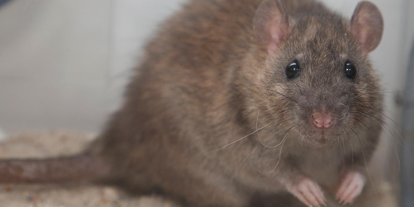 Small brown rodent with beady eyes, small ears, and a long tail